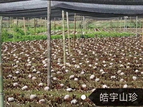 &#31859;&#20848;&#23448;&#26041;&#32593;&#39029;&#29256;&#45;&#31859;&#20848;&#40;&#20013;&#22269;&#41;