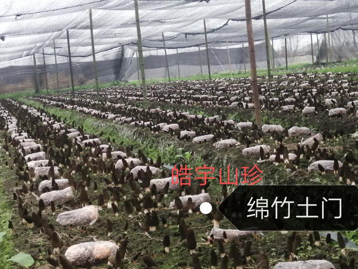 &#31859;&#20848;&#23448;&#26041;&#32593;&#39029;&#29256;&#45;&#31859;&#20848;&#40;&#20013;&#22269;&#41;