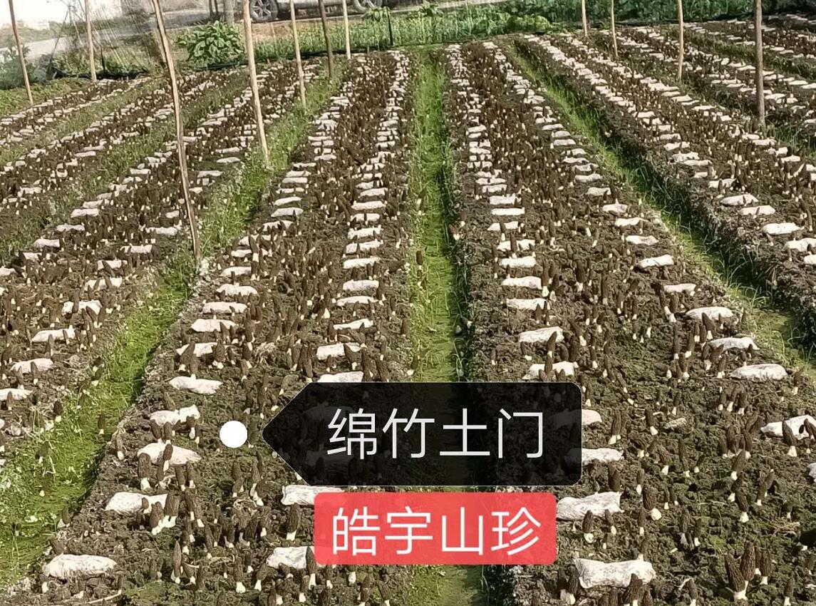 &#31859;&#20848;&#23448;&#26041;&#32593;&#39029;&#29256;&#45;&#31859;&#20848;&#40;&#20013;&#22269;&#41;