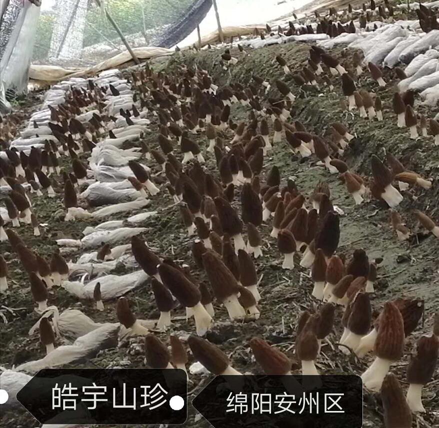 &#31859;&#20848;&#23448;&#26041;&#32593;&#39029;&#29256;&#45;&#31859;&#20848;&#40;&#20013;&#22269;&#41;